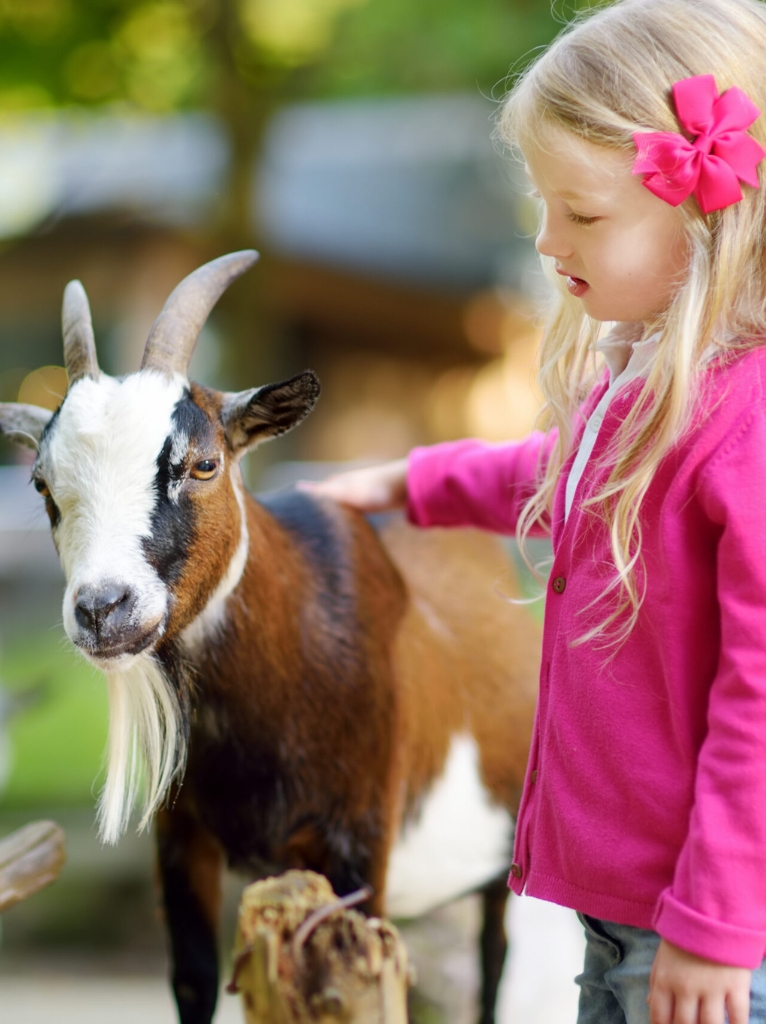 camping avec activités et mini ferme