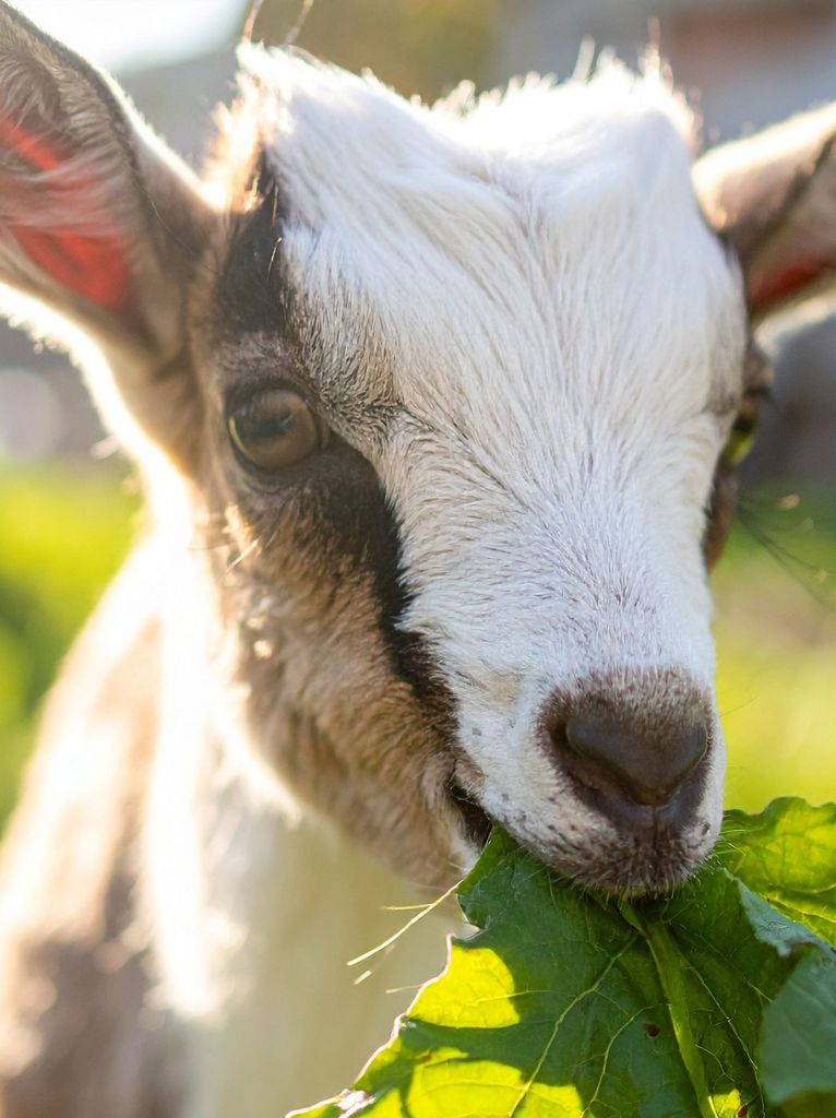 mini ferme en charente maritmes camping les ormeaux