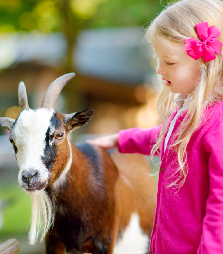 camping avec activites et mini ferme